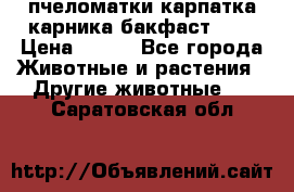 пчеломатки карпатка карника бакфаст F-1 › Цена ­ 800 - Все города Животные и растения » Другие животные   . Саратовская обл.